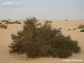 ترات